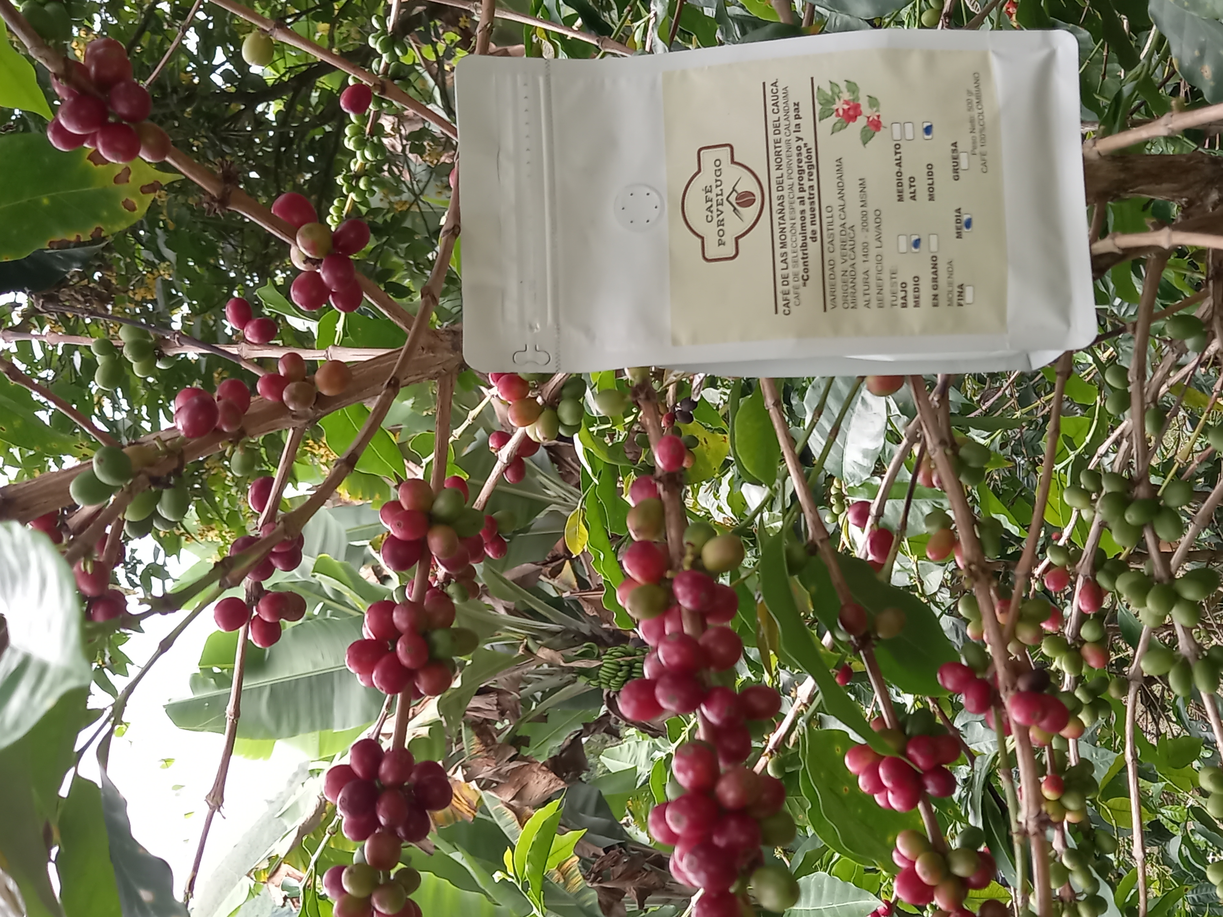 CAFÉ PORVELUGO