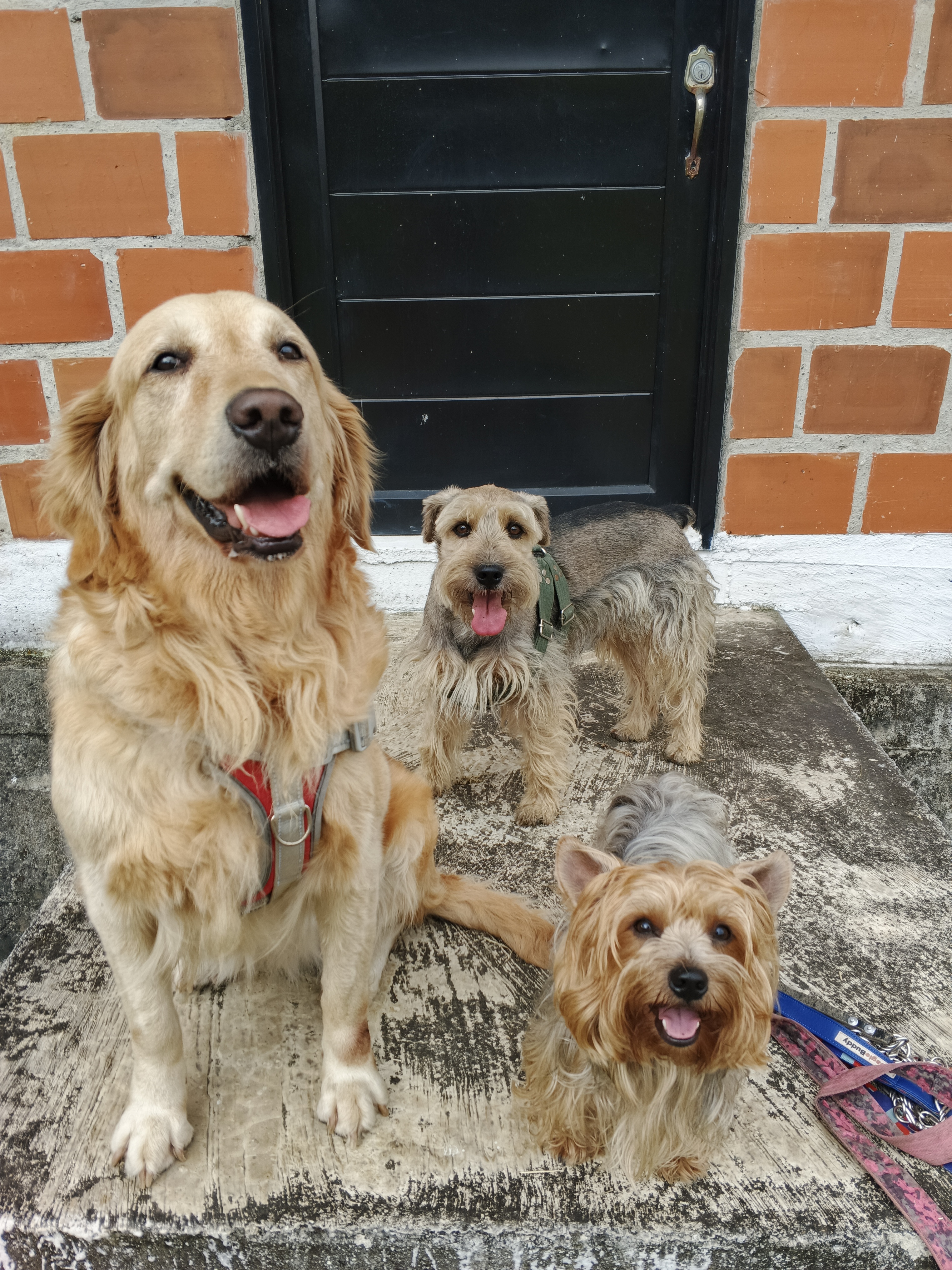 Mundo Pets Spa Michel